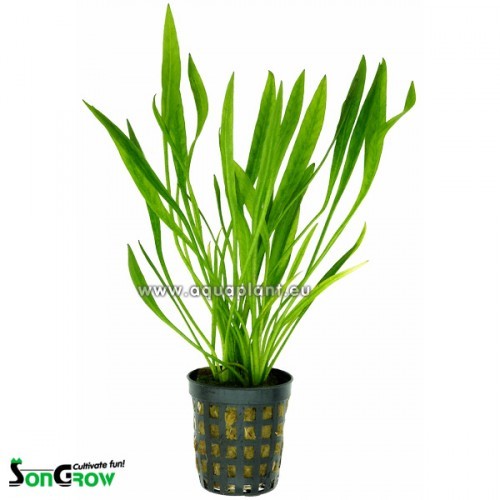 Echinodorus latifolius en pot